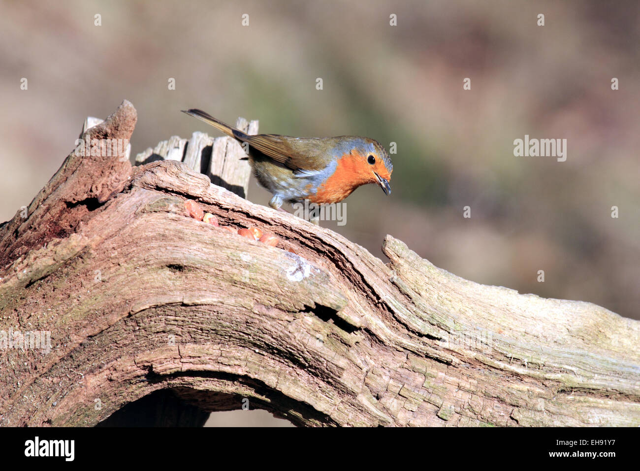 Petirrojo Erithacus rubeculaa pequeños paseriformes afta con pecho rojo de bosques frutales setos Foto de stock
