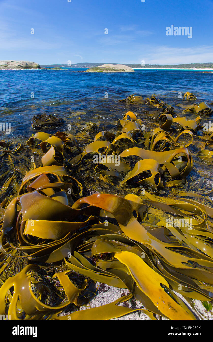 Kelp gigante (Macrocystis pyrifera ) expuestos en la marea baja a lo