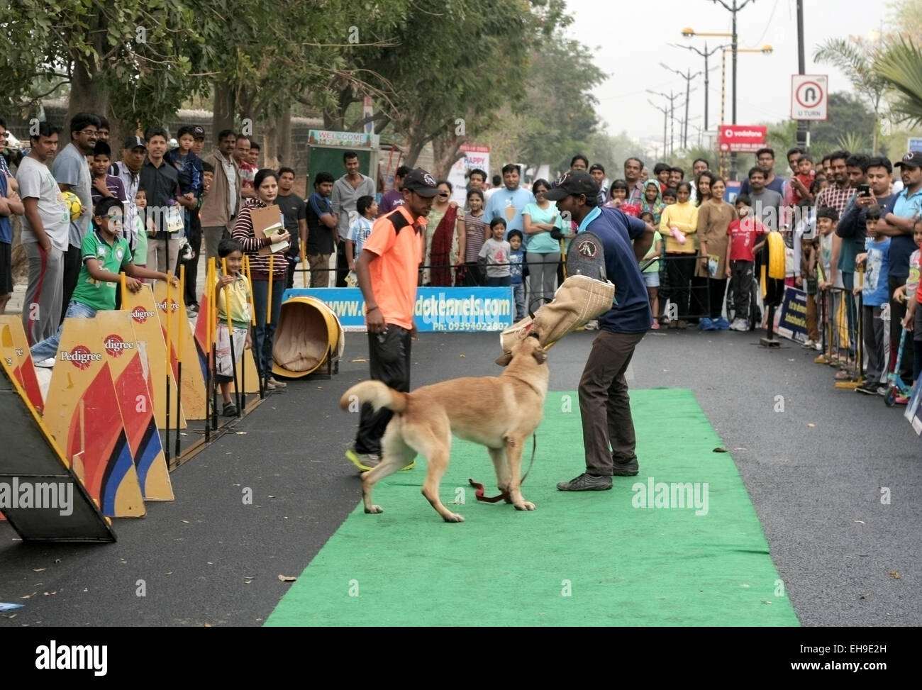 Indian adiestrador de perros muestran el estilo de ataque del perro durante el programa de carreteras feliz en febrero28,2015 en Hyderabad, India. Foto de stock