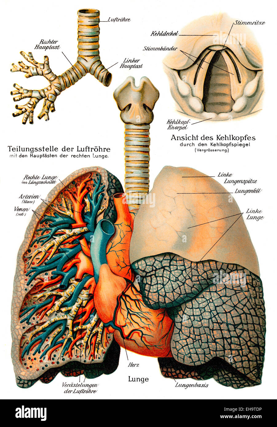 Sistema respiratorio, del siglo XIX, el consejero de salud, Foto de stock