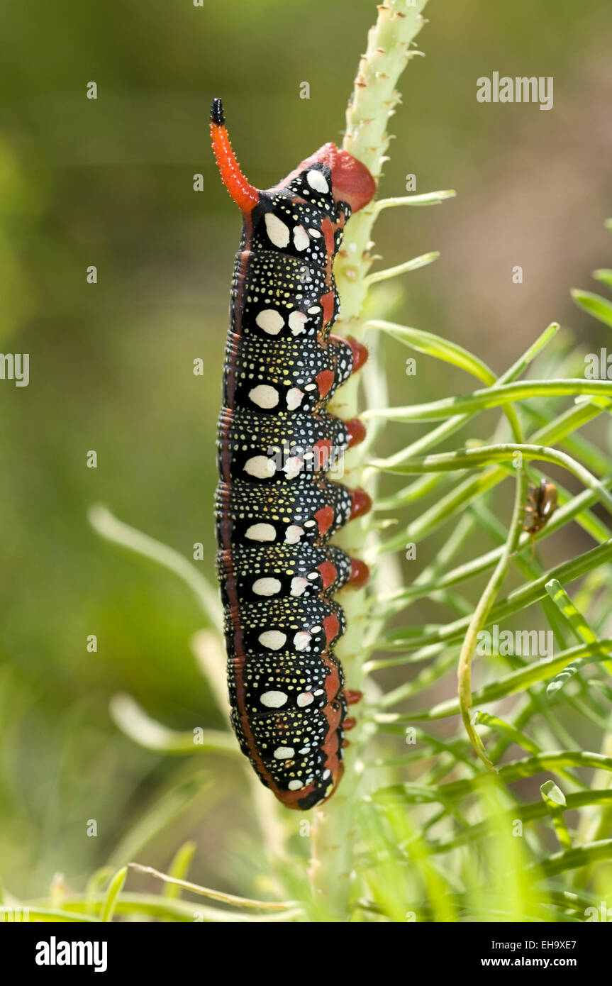 Close-up de la caterpillar expurgo hawkmoth (Hyles euphorbiae) en su planta hospedante asclepias Europa Alemania Foto de stock