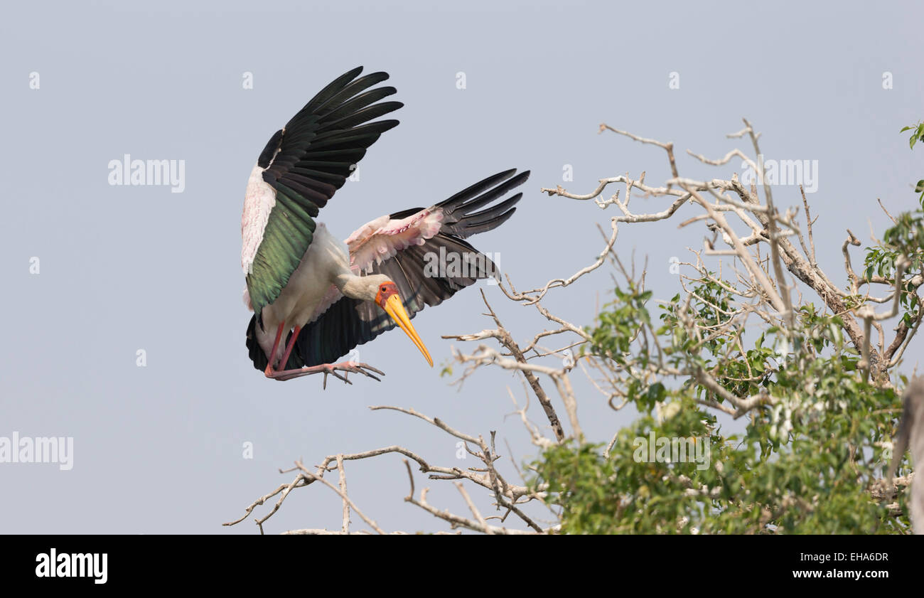 Amarillo facturó stork llegando a las tierras del río Chobe en Botswana Foto de stock