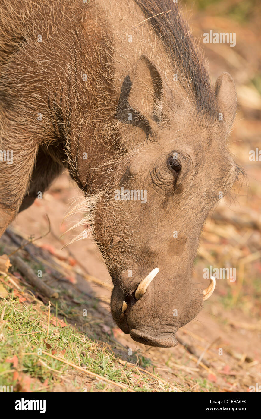 Río Chobe Whartog - Kasane Foto de stock