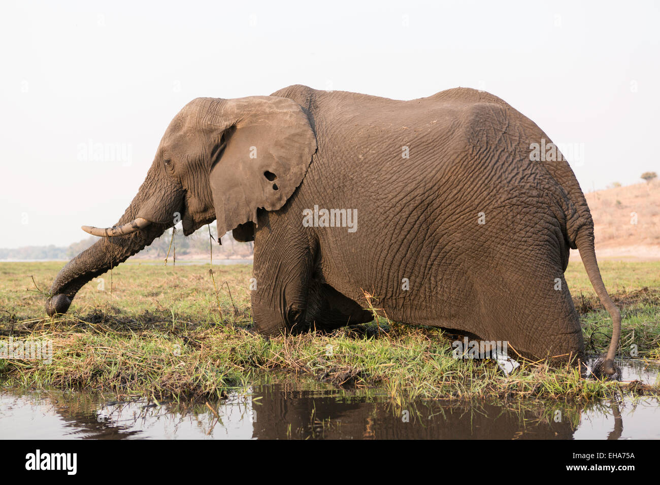 Elephant,río Chobe,Kasane, Botswana Foto de stock