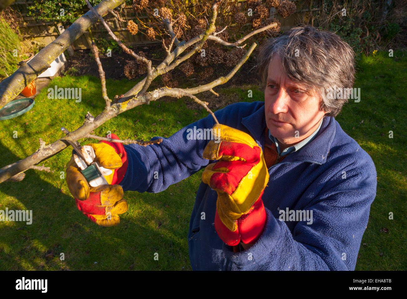 Hombre blanco de mediana edad trabajando en el jardín de la poda de un árbol de manzanas. Foto de stock
