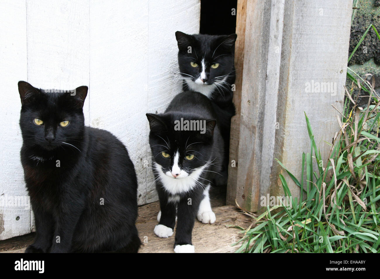 Familia de gatos en la puerta Foto de stock