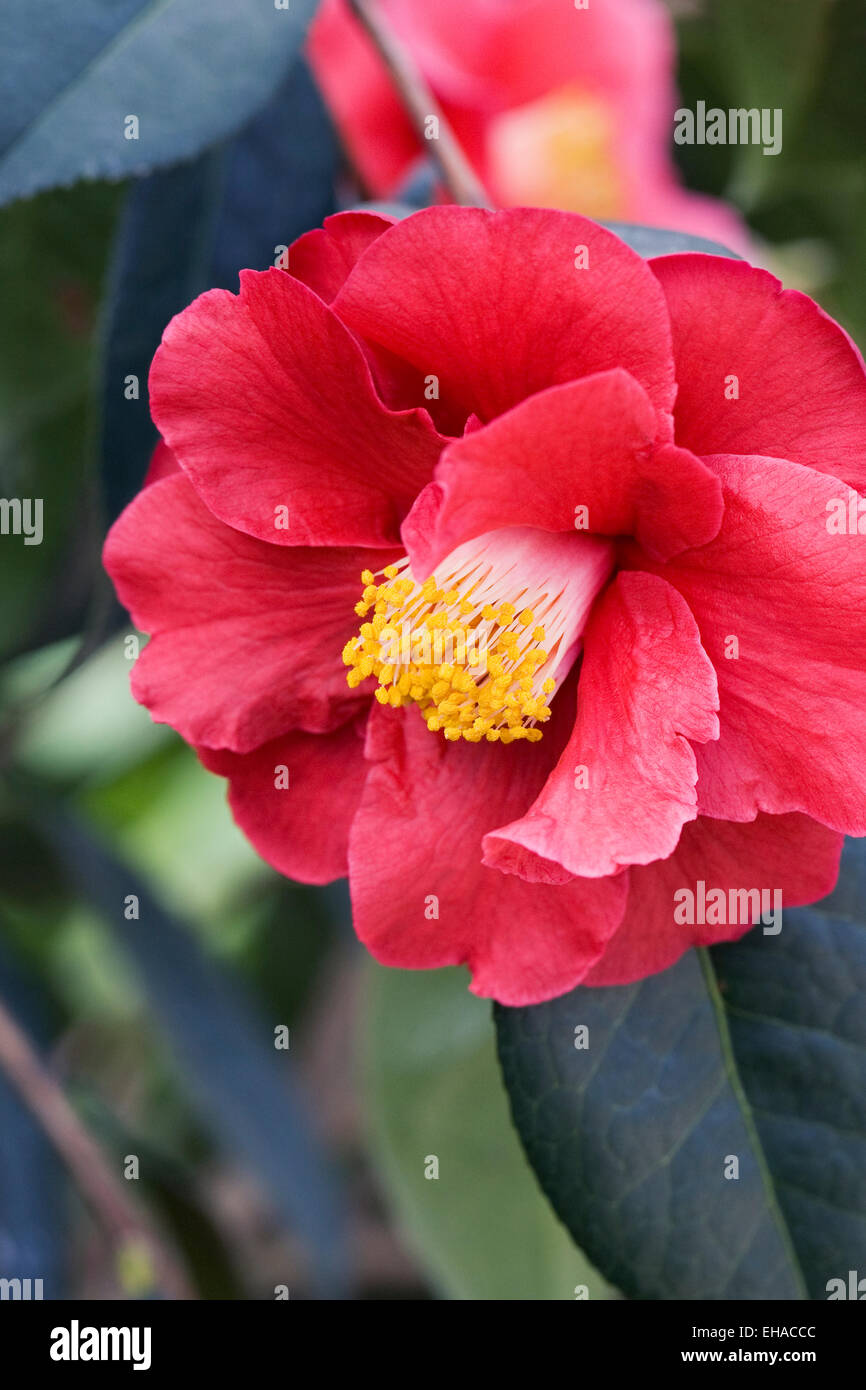 La camelia 'Royalty' Flor Fotografía de stock - Alamy