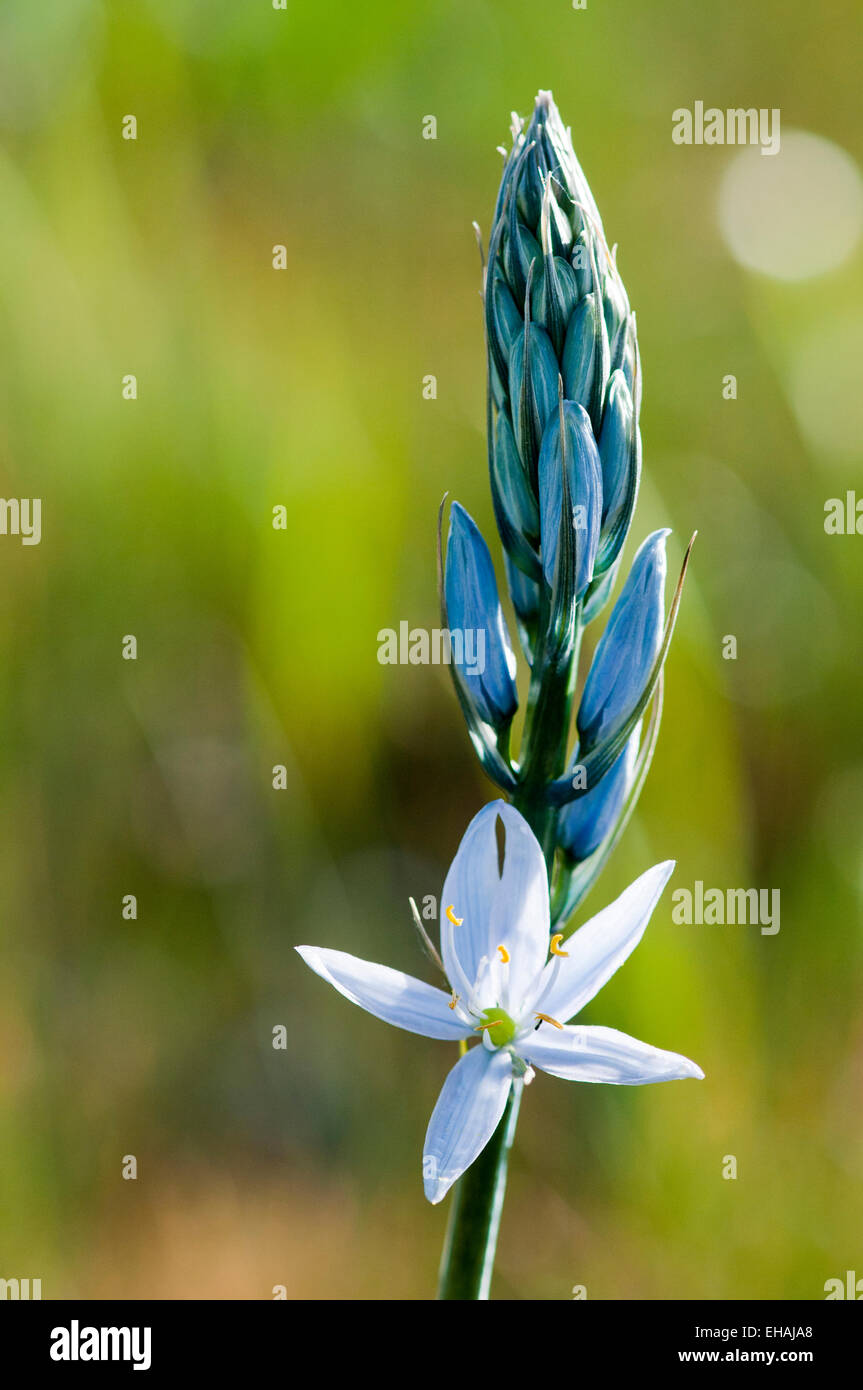 Camas de flor azul de cerca en Camas Prairie Centennial Marsh Wildlife Management Area, Idaho Foto de stock