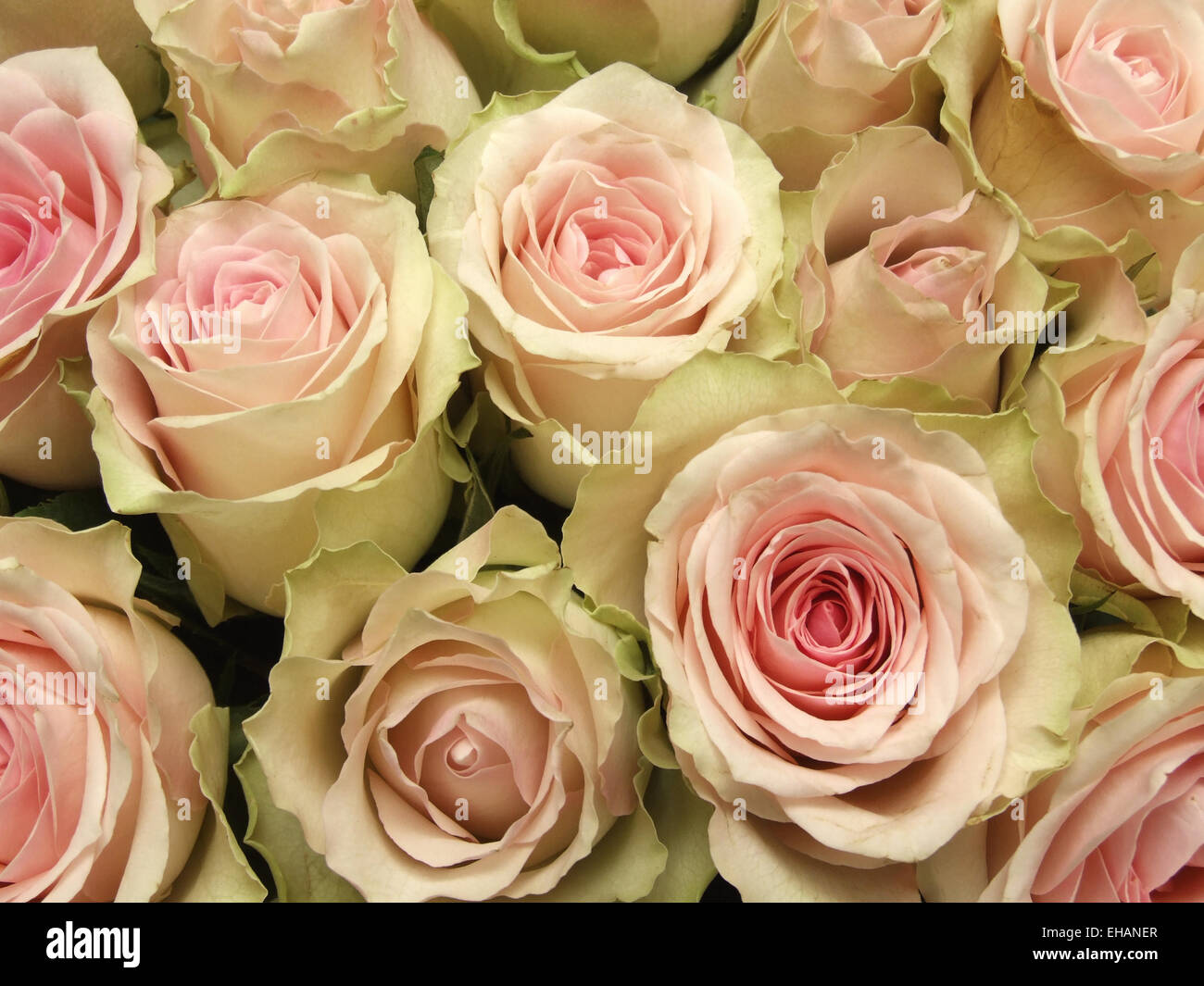 Rosen / rosas Foto de stock
