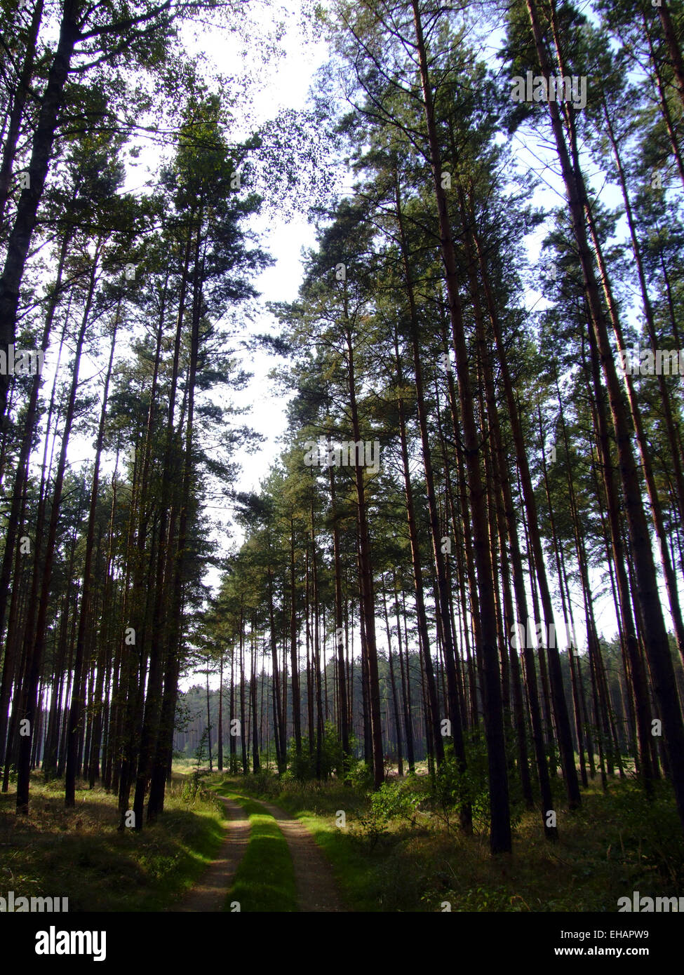 Wald / bosque Foto de stock