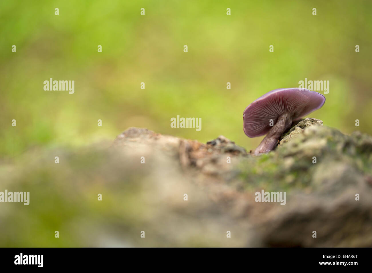 Lepista nuda (también reconocido como Clitocybe nuda y Tricholoma nudum, y conocido como la madera o tallos azul mushro blewit Foto de stock