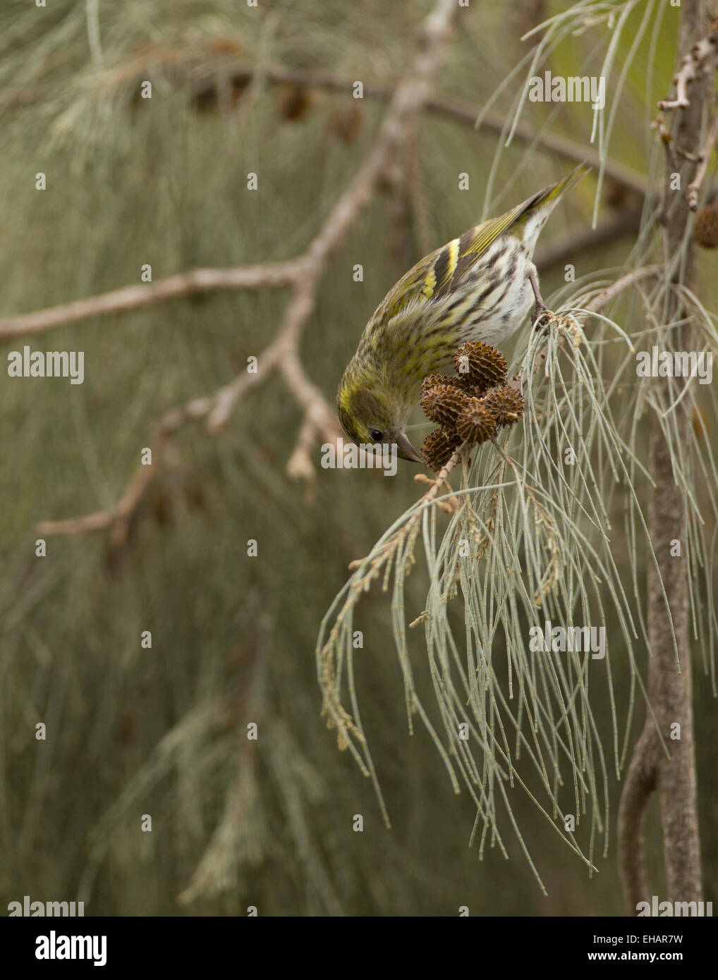 Hembra siskin euroasiático (Carduelis spinus). El siskin es un tipo de Finch. Se reproduce en el norte de Europa, partes de Rusia y Oriente Foto de stock