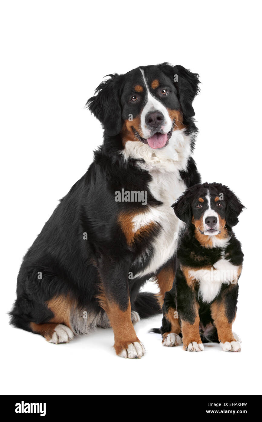 Bernese Mountain Dog adulto y cachorro Fotografía de stock - Alamy