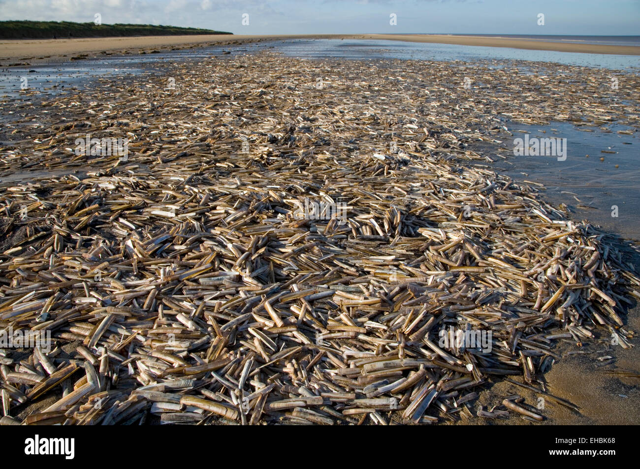 Shell - navaja Ensis siliqua - cáscaras vacías de este bivalvo común se lavan en marea alta Foto de stock