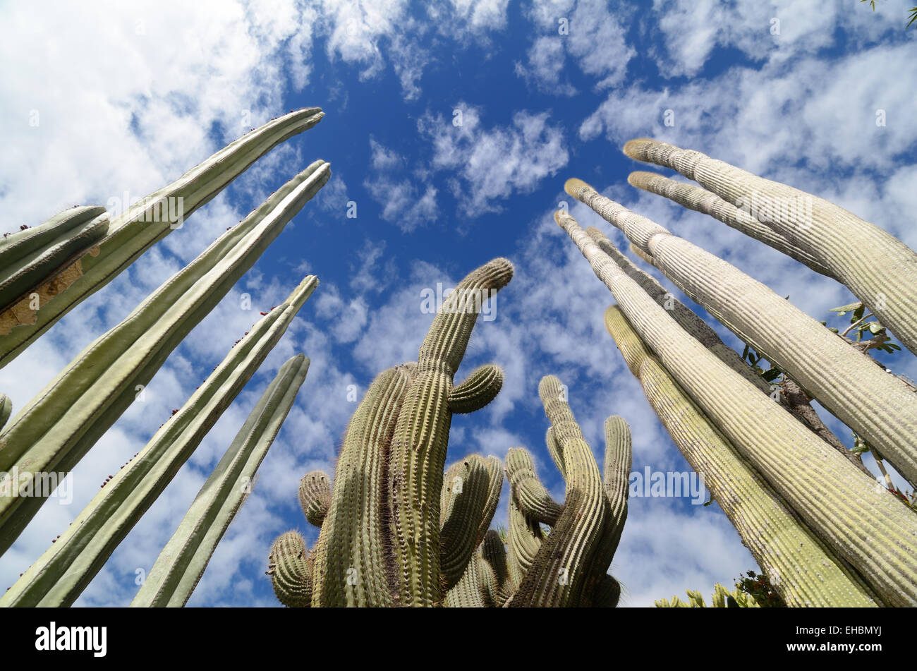 Cactáceas o cactus en los exóticos jardines o Jardin Exotique de Monaco Monaco Jardín Botánico Foto de stock