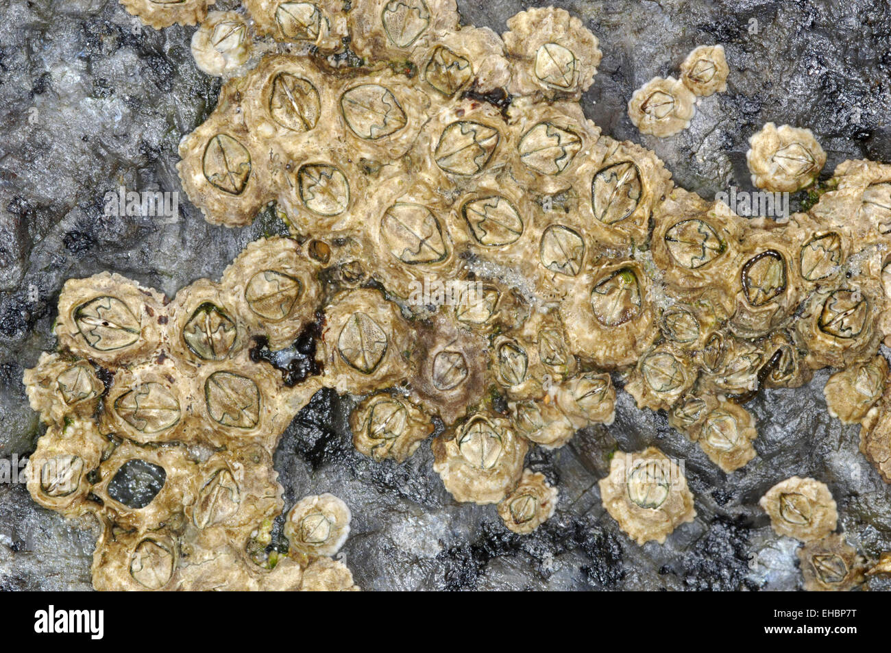 Acorn Barnacle - Semibalanus balanoides Foto de stock