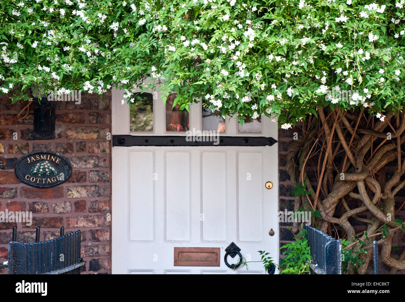 Jazmín ( Jasminum) por encima de la puerta delantera del jazmín Cottage, Gran Budworth, Cheshire, Inglaterra, Reino Unido. Foto de stock