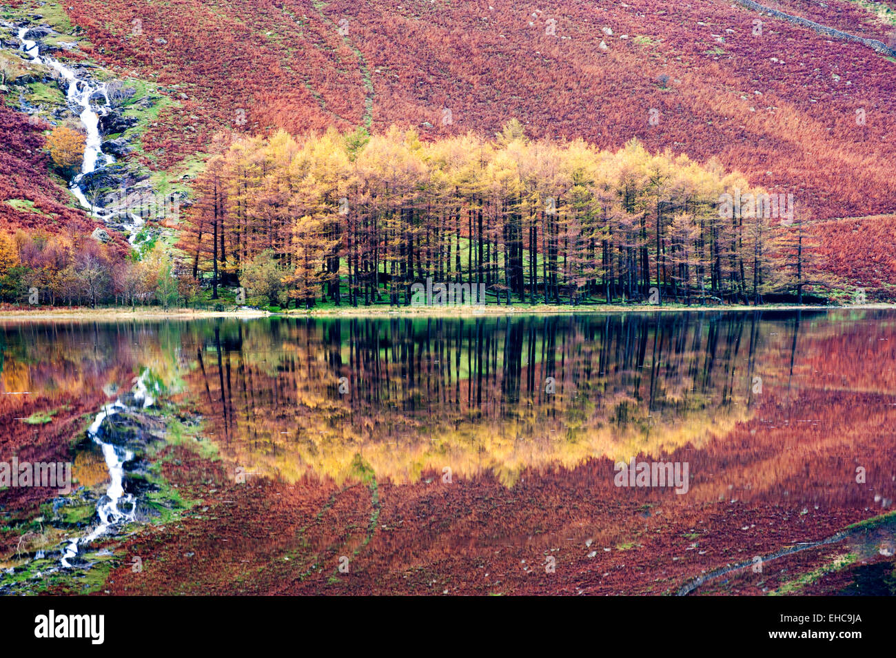 Bosquecillo de árboles otoñales en la orilla de Buttermere, Lake District National Park, Cumbria, Inglaterra, Reino Unido. Foto de stock