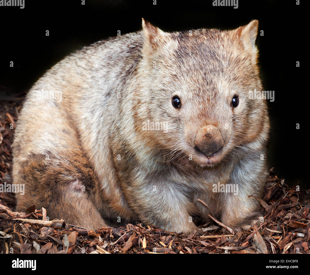 Joven wombat fotografías e imágenes de alta resolución - Alamy