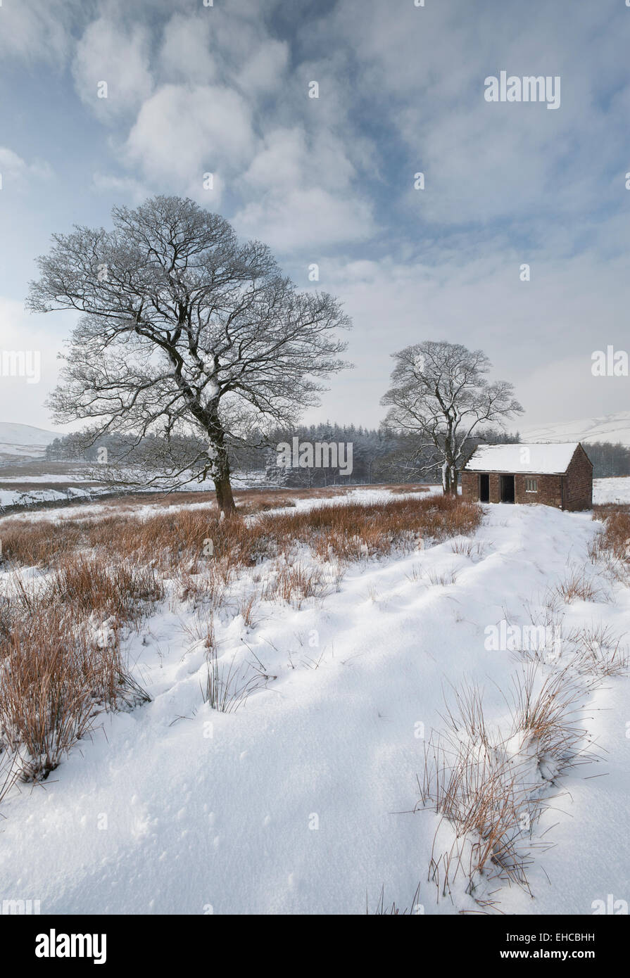 Antiguo establo en invierno, cerca Wildboarclough, Peak District National Park, Cheshire, Inglaterra, Reino Unido. Foto de stock