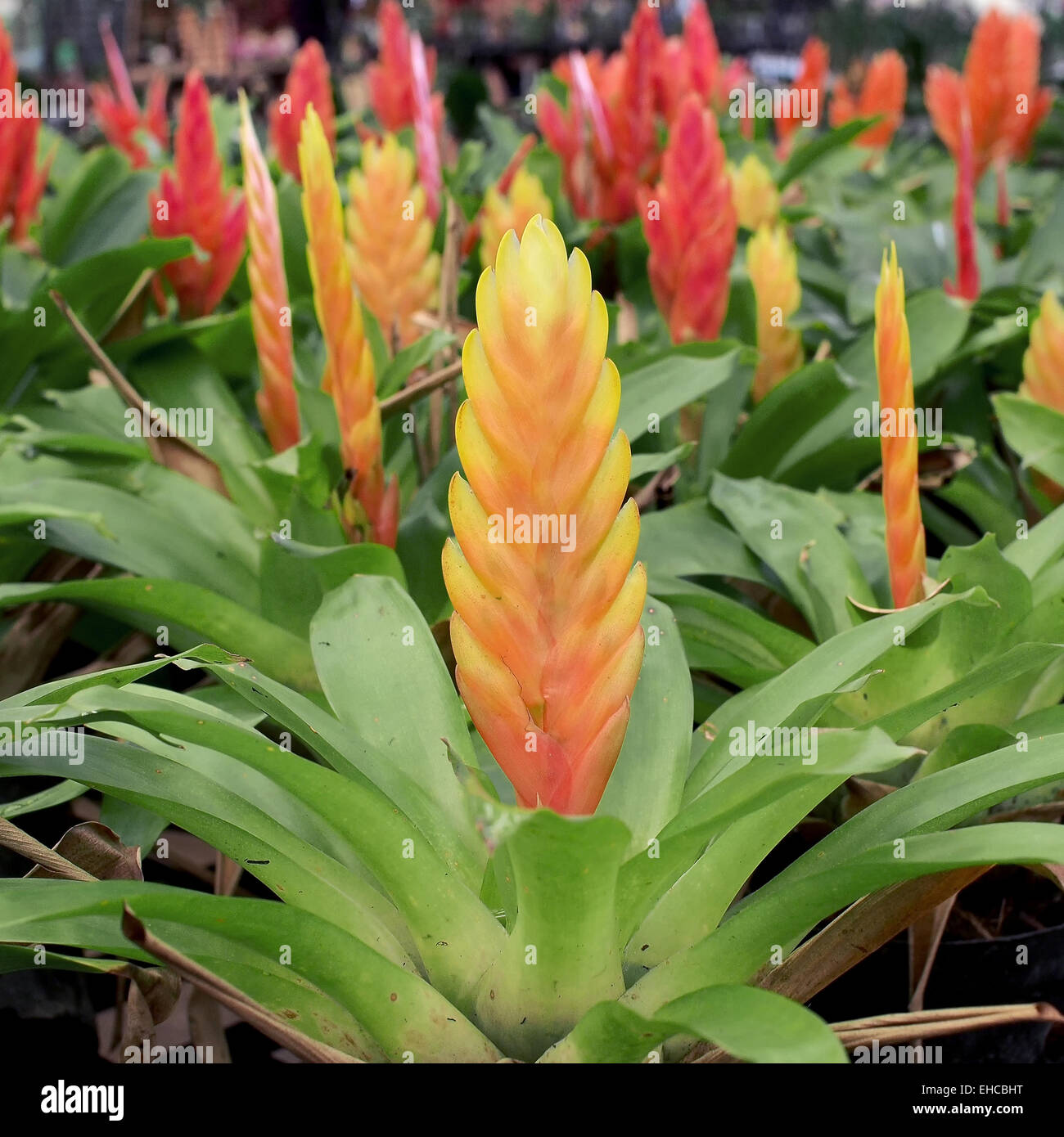 O bromelia vriesea splendens flor Fotografía de stock - Alamy