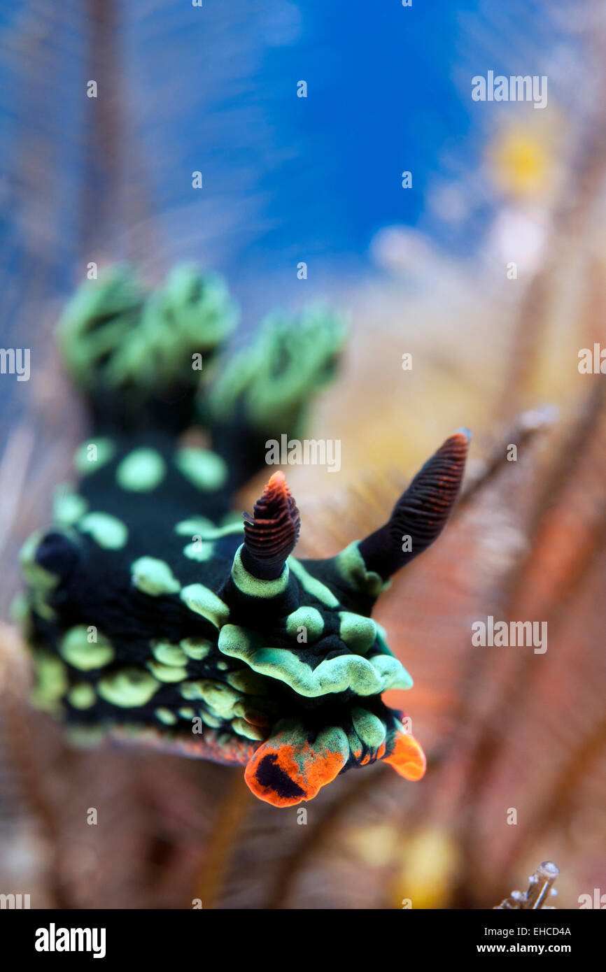 Nudibranch arrastrándose sobre el arrecife. Foto de stock
