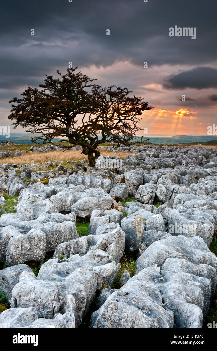 Hawthorne Lone Tree sobre pavimento de piedra caliza al atardecer, cicatrices Twistleton, Yorkshire Dales National Park, Yorkshire, Inglaterra, Reino Unido. Foto de stock