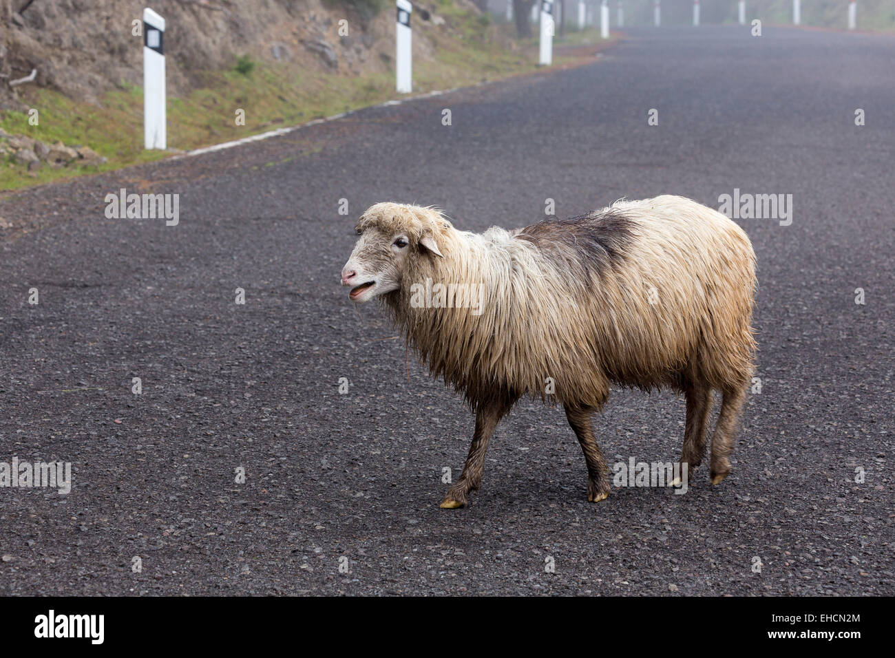 Ovejas cruzar una carretera, Gran Canaria, Islas Canarias, España Foto de stock
