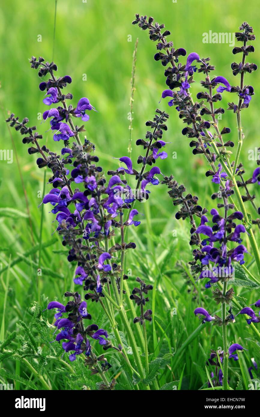 Wild sage, Salvia pratensis Foto de stock