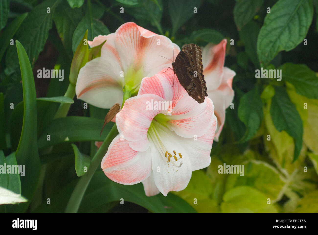 Flores de mariposa amarilis fotografías e imágenes de alta resolución -  Alamy