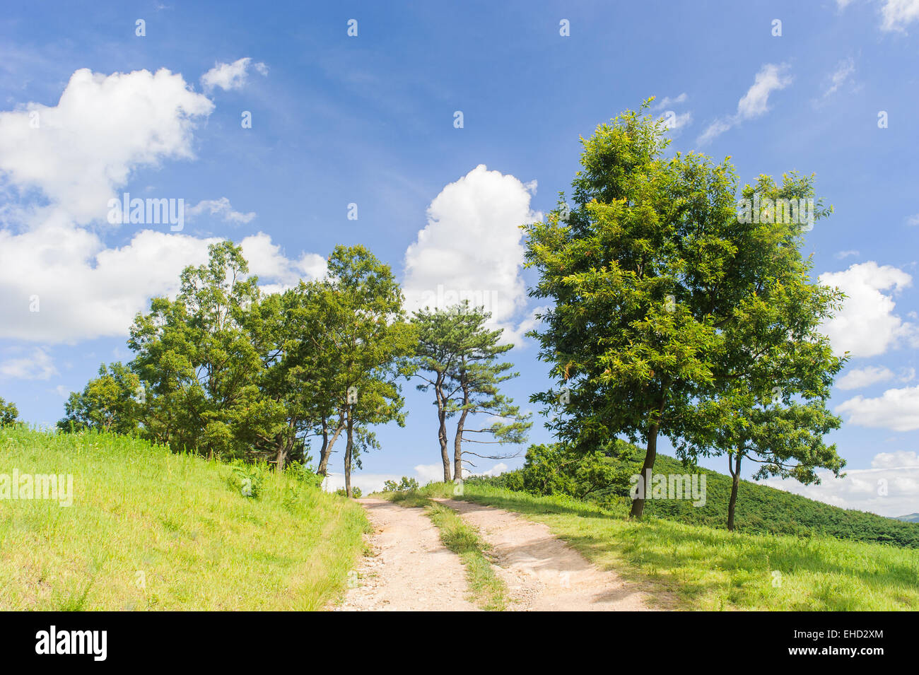 Verde césped y árboles con cielo azul en un día soleado Foto de stock