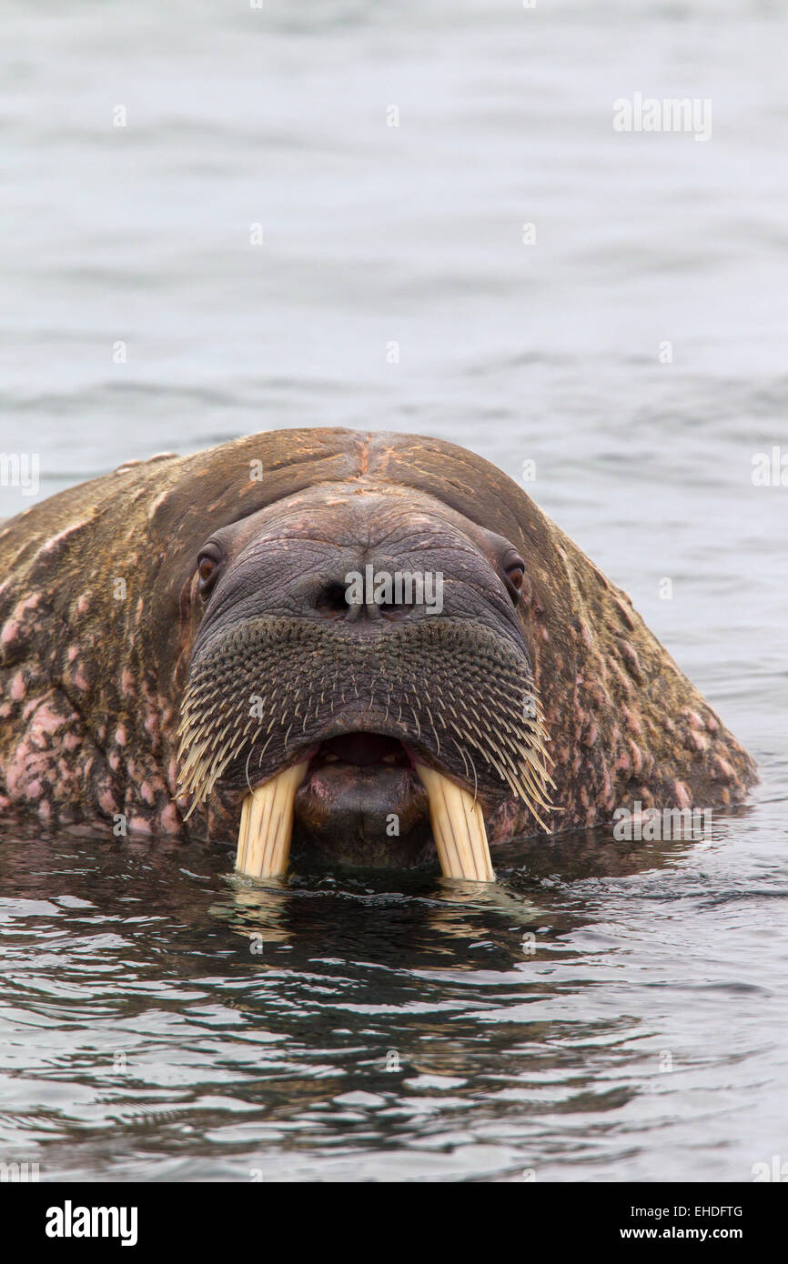 La morsa (Odobenus rosmarus) cerca de toro con grandes colmillos nadar en  el océano Ártico Fotografía de stock - Alamy