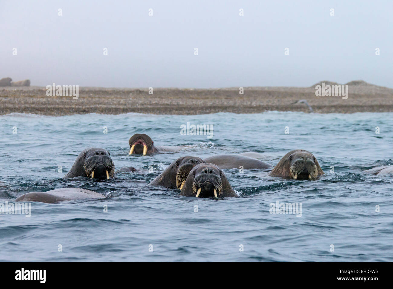 La Morsa, Rosmarus Del Odobenus, Mamífero Marino Flippered Grande, En Agua  Azul, Svalbard, Noruega Retrato Del Detalle Del Animal Imagen de archivo -  Imagen de detalle, paquete: 95608779