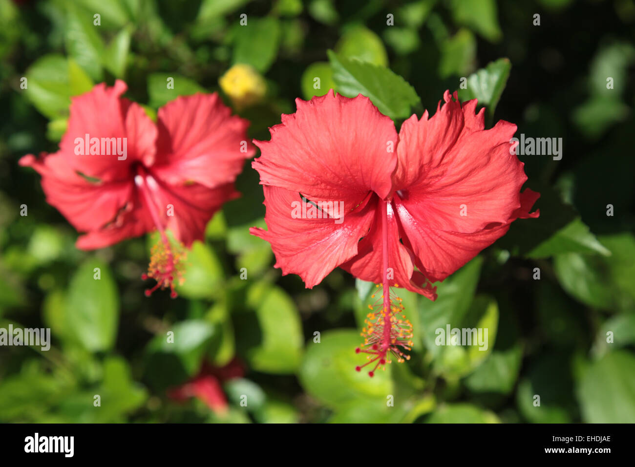 Hibiscus flor Foto de stock