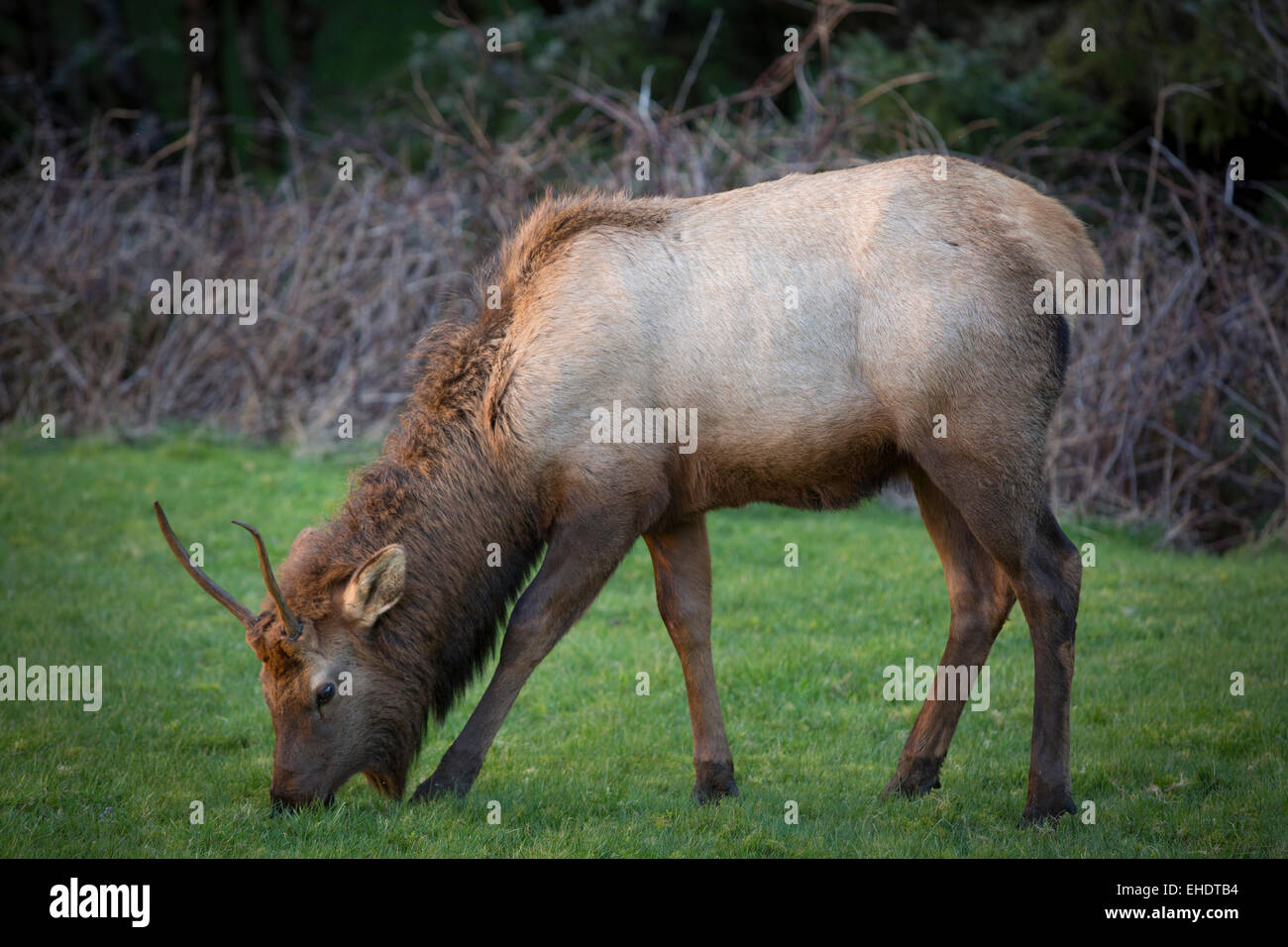 Los jóvenes elk, Cervus elaphus alimentando una zona ajardinada cerca de Cannon Beach, Oregón, EE.UU. Foto de stock