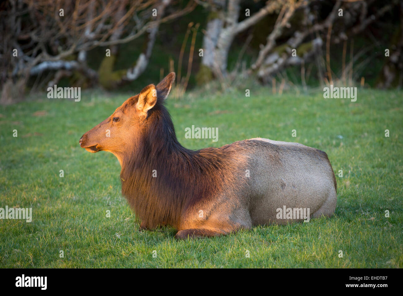 Elk, Cervus elaphus sentado en una zona ajardinada cerca de Cannon Beach, Oregón, EE.UU. Foto de stock