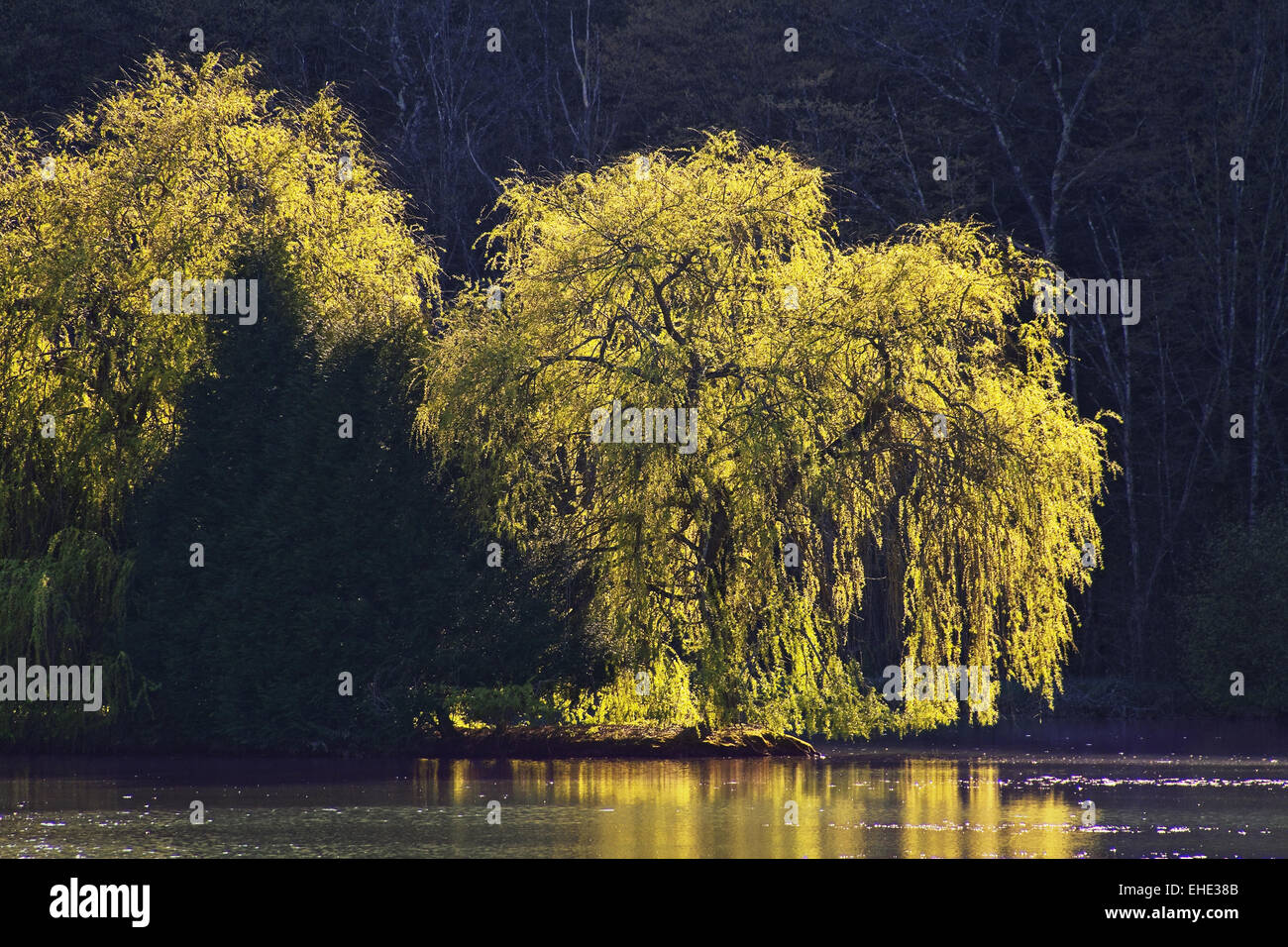 Los sauces llorones, Francia Fotografía de stock Alamy