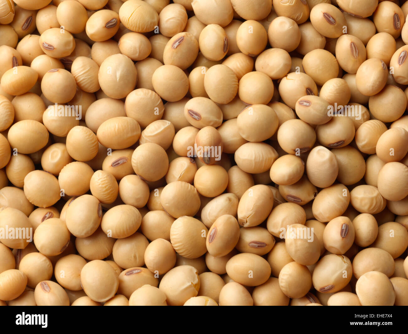 Semillas de soya Foto de stock