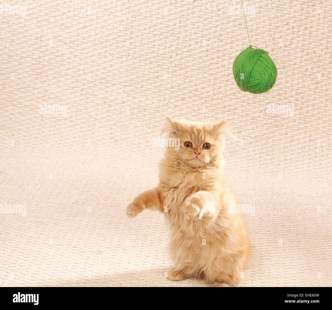 Gato de mohair Foto de stock