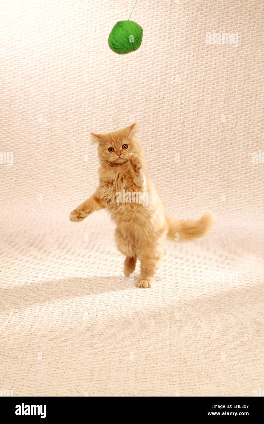 Gato de mohair Foto de stock