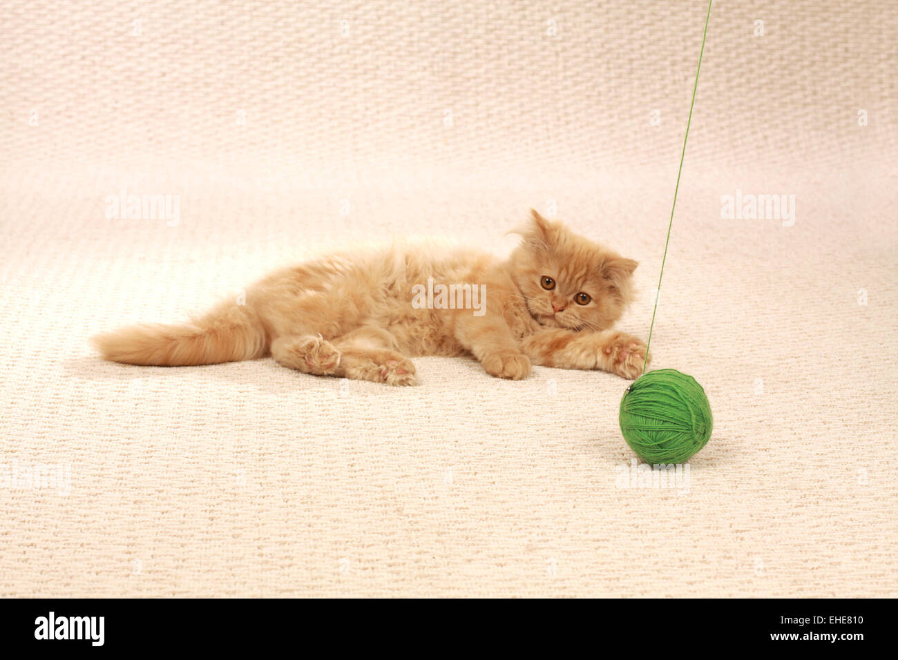 Gato de mohair Foto de stock
