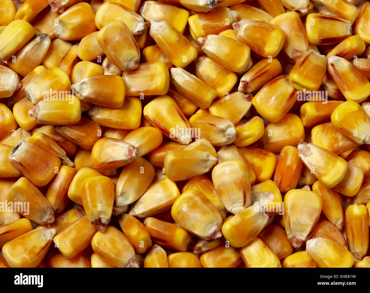 Kernals de maíz Foto de stock