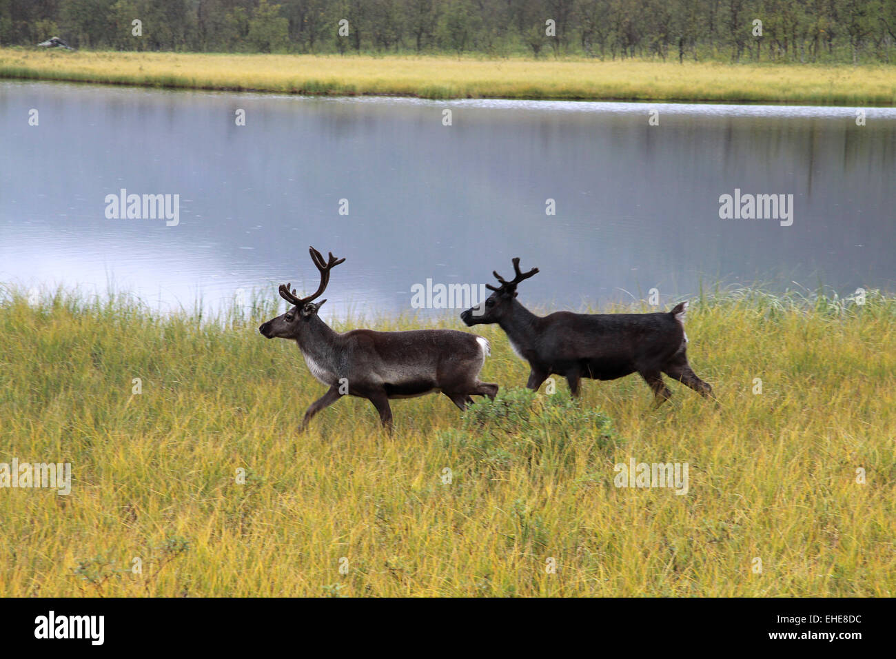 Dos renos en Laponia Foto de stock