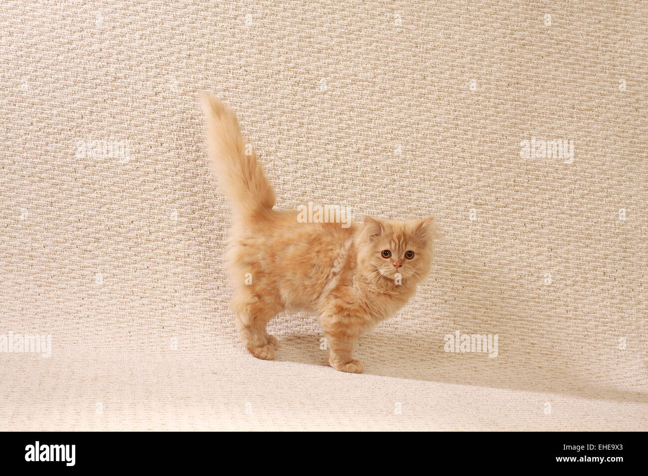 Gato de mohair Foto de stock