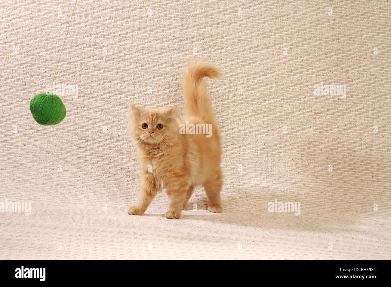 Gato de mohair Foto de stock