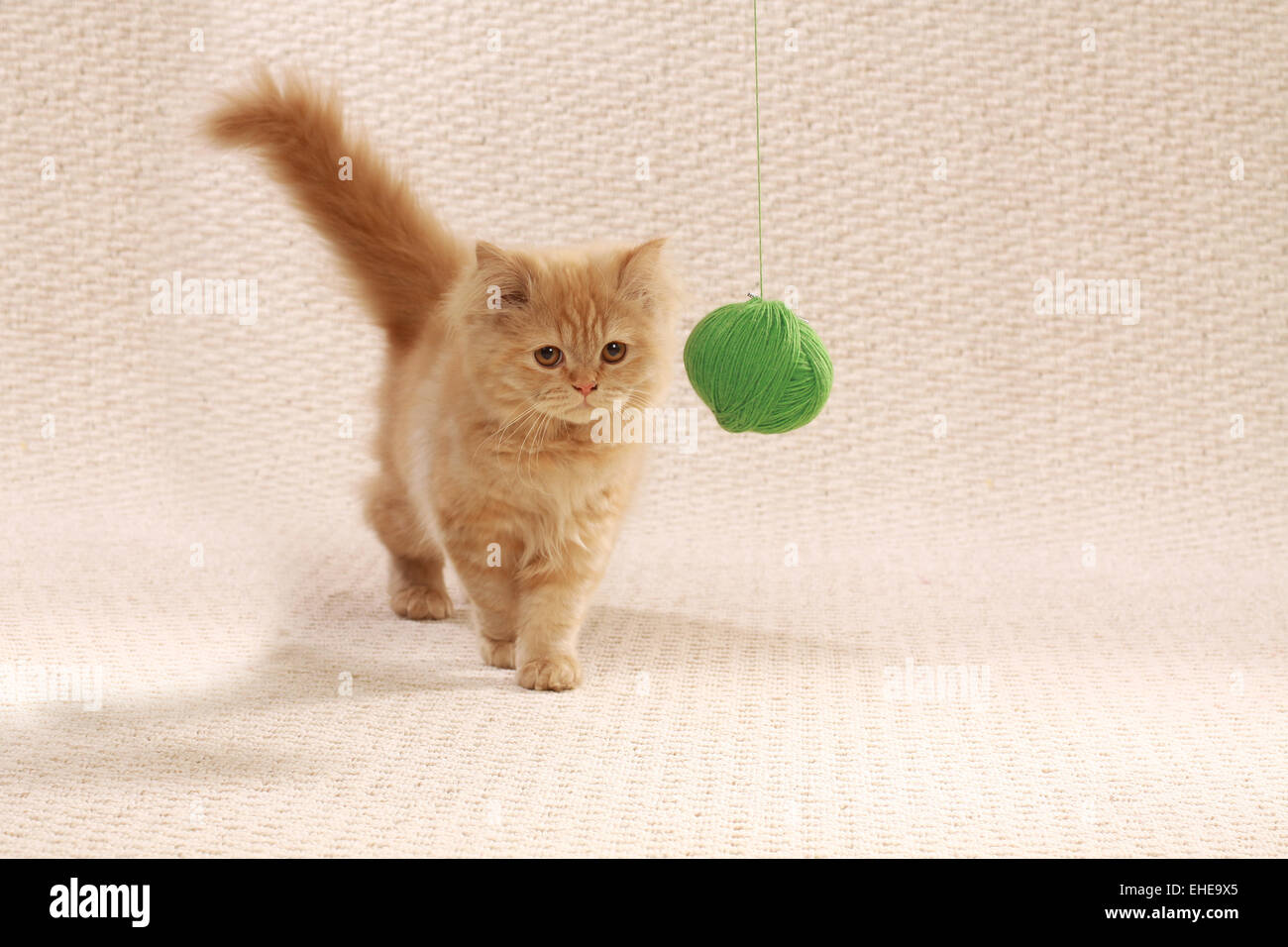 Gato de mohair Foto de stock