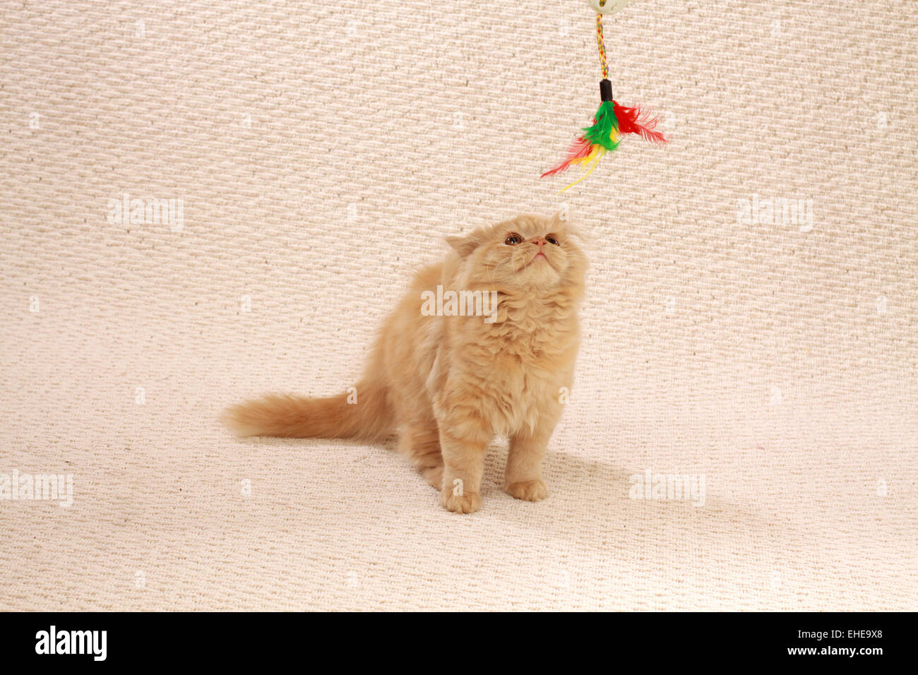 Gato de mohair Foto de stock