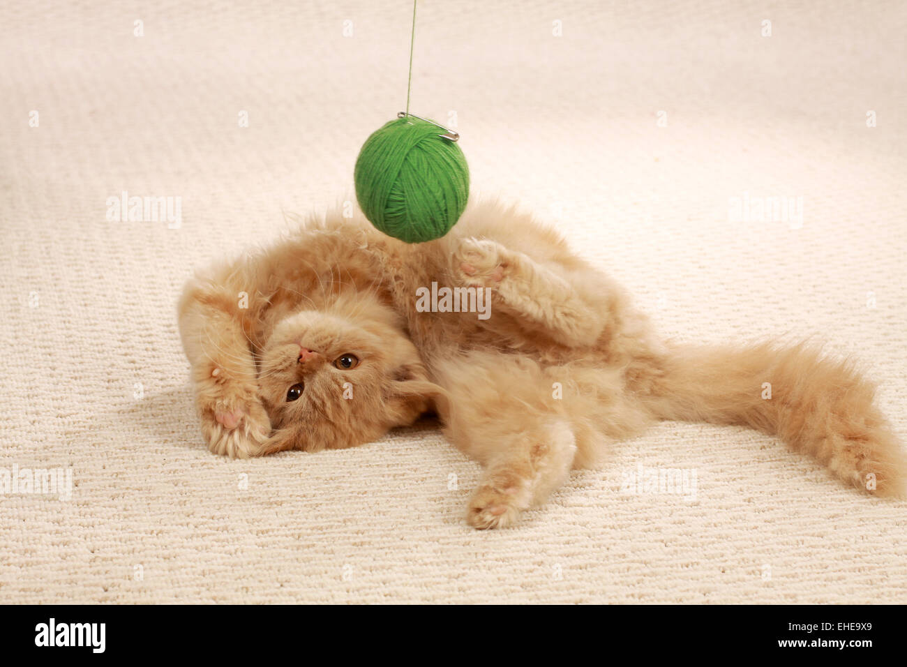 Gato de mohair Foto de stock