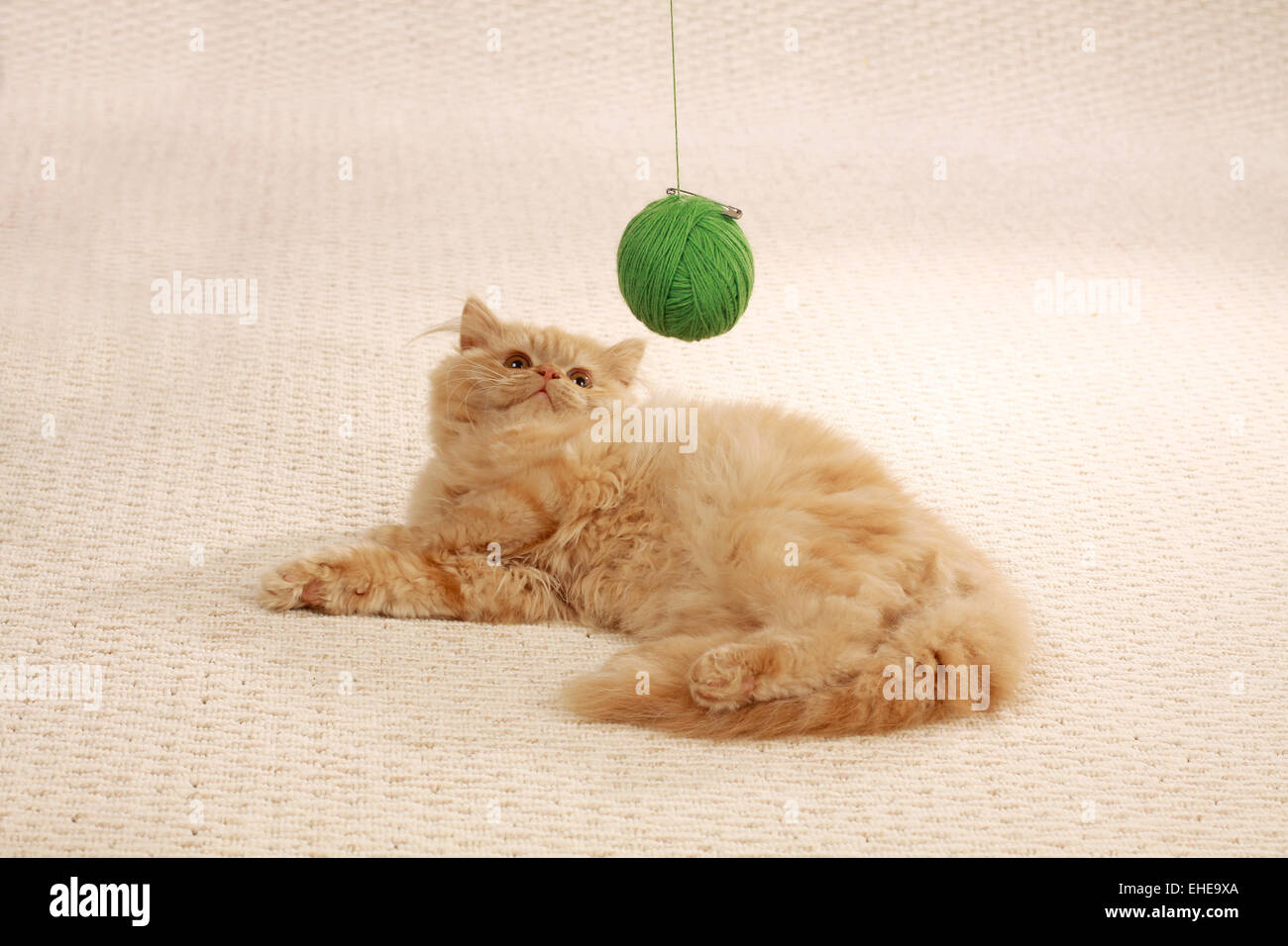 Gato de mohair Foto de stock