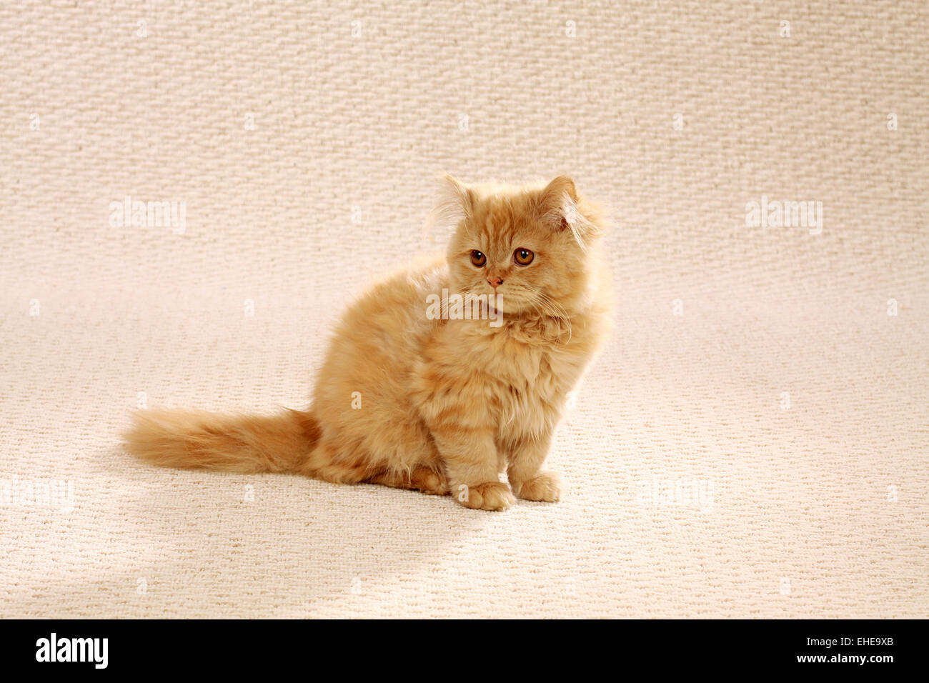 Gato de mohair Foto de stock